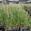 View Current Crop Photo