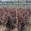 View Current Crop Photo