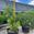 View Current Crop Photo