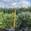 View Current Crop Photo