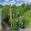 View Current Crop Photo