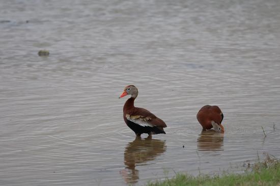 Black Bellied Whistling Ducks .