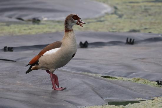 Egyptian Goose .