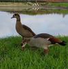 Egyptian Geese Honkers