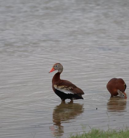 Black Bellied Whistling Ducks .