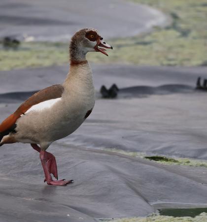 Egyptian Goose .
