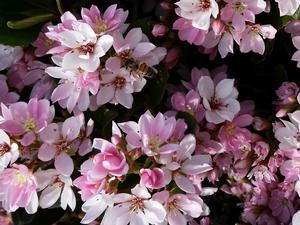 Hawthorn with Bee