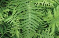 River Fern