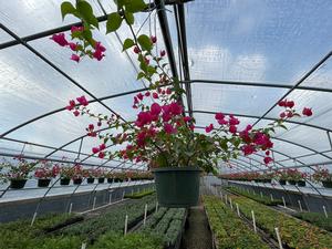 #BSK| Medium blooms| Taken: 10/25/2025