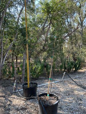 #30| 8' - 10' Tall| end of crop| release required|10/02/2025