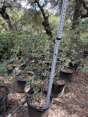 #15| 3.5' - 4' Tall| Signed Release for light roots| 10/15/2025