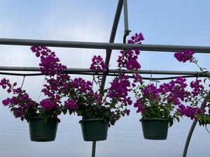 #BSK| Blooming!| Taken: 10/25/2025