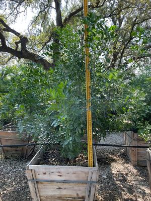 #32 Box | 5.5' Tall Avg. | 10/10/2025