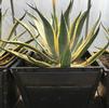 Agave, Variegated Century Plant