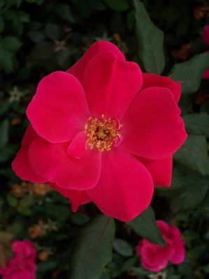 Rosa chinensis (Rose, Knock Out®)