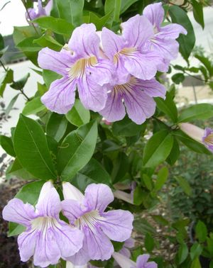 Bignonia lindleyana (Trumpet Vine, Lavender)