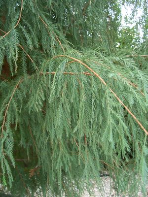 Taxodium mucronatum (Cypress, Montezuma)
