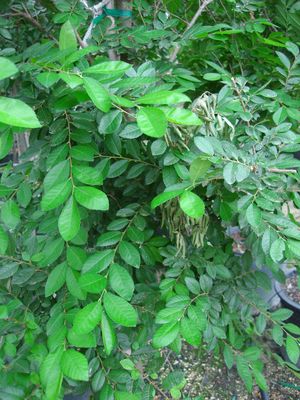 Ulmus crassifolia (Elm, Cedar)