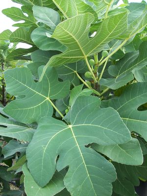 Ficus carica (Fig Tree)