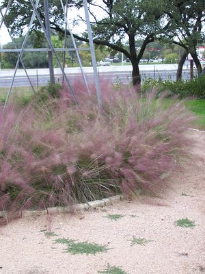 Muhlenbergia capillaris (Grass, Gulf Muhly)