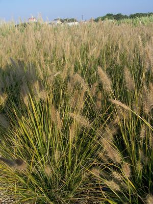 Pennisetum alopecuroides (Grass, Dwarf Hameln)