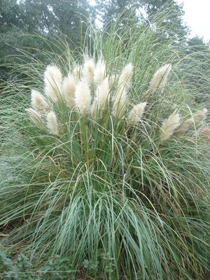 Cortaderia selloana (Grass, Pampas Dwarf)