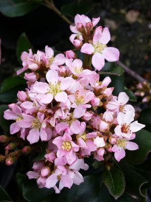 Raphiolepis indica (Hawthorn, Dwarf Pink)