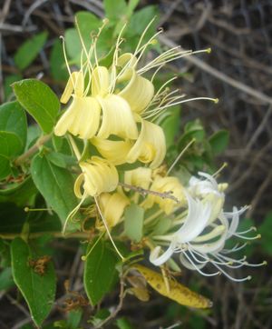 Lonicera japonica (Honeysuckle, Halls)