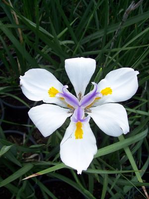 Moraea iridoides (Iris, Butterfly)