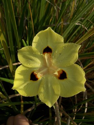 Moraea bicolor (Iris, Bicolor)