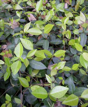 Trachelospermum asiaticum (Jasmine, Asian)