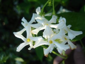 Trachelospermum jasminoides (Jasmine, Confederate)
