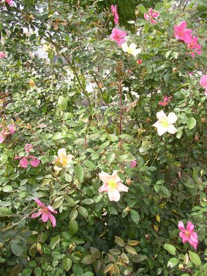 Rosa chinensis (Rose, Mutabilis)
