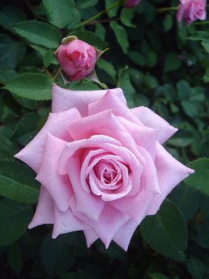 Rosa chinensis (Rose, Belinda's Dream)