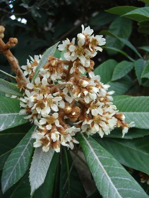 Eriobotrya japonica (Loquat, Japanese Plum)