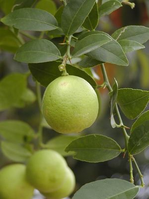 Citrus aurantifolia (Citrus, Mexican Lime)
