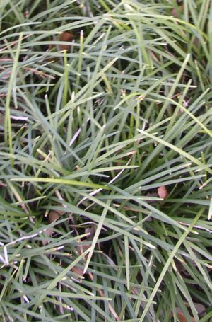 Ophiopogon japonicus (Monkey Grass)
