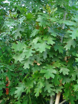 Quercus shumardii (Oak, Red)