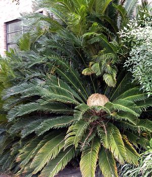 Cycas revoluta (Palm, Sago)
