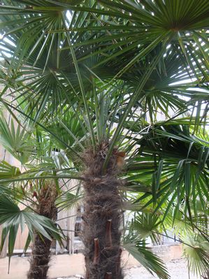 Trachycarpus fortunei (Palm, Windmill)