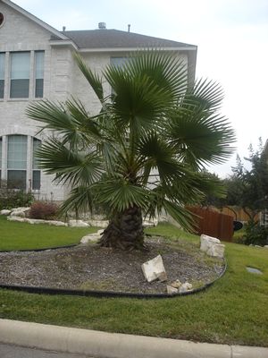Washingtonia filifera (Palm, Washintonia)