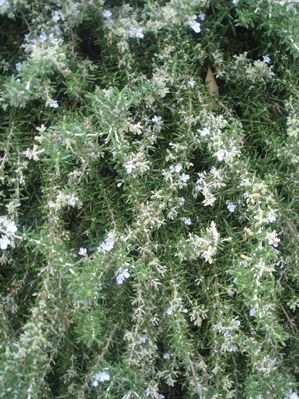 Rosmarinus officinalis (Rosemary, Weeping)