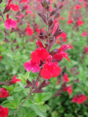 Salvia greggii (Salvia, Greggii Red)