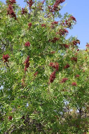 Rhus copallina (Sumac, Flameleaf)