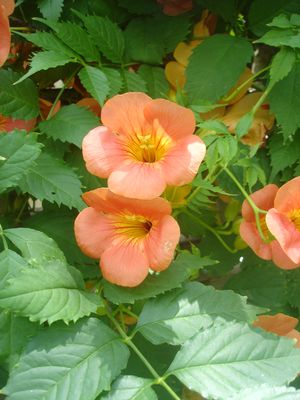 Campsis radicans (Trumpet Vine)