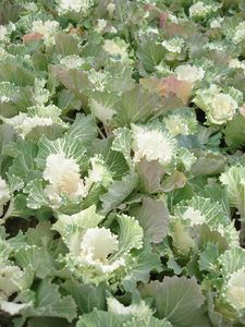 Brassica oleracea (Kale, Flowering)