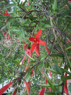 Anisacanthus quadrifidus (var. wrightii) (Flame Acanthus)