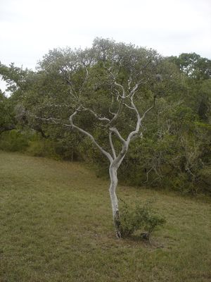 Diospyros texana (Persimmon, Texas)