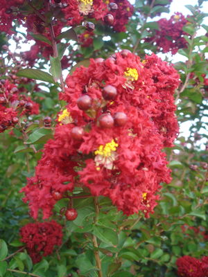 Lagerstroemia indica (Crape Myrtle, Red Rocket)