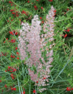 Rhynchelytrum nerviglume (Grass, Ruby Crystals or Pink Crystals)